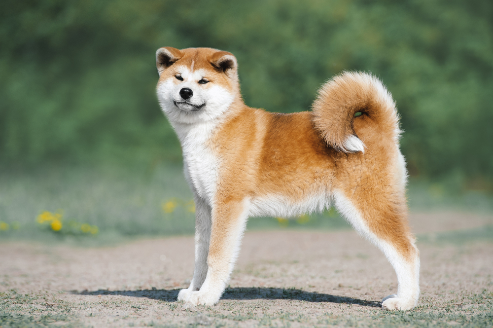 akita inu with a content look on its face
