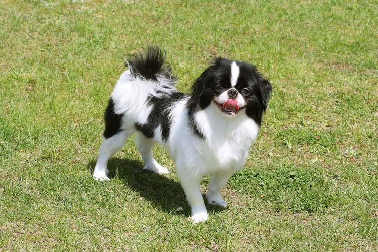 japanese chin looking friendly
