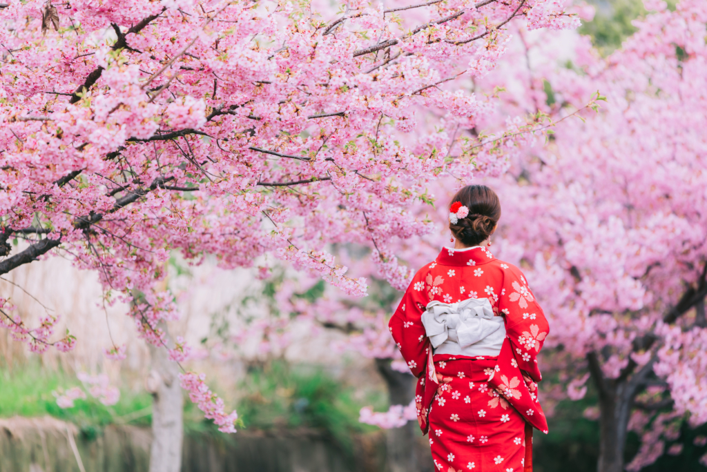cô gái mặc kimono đang ngắm hoa anh đào