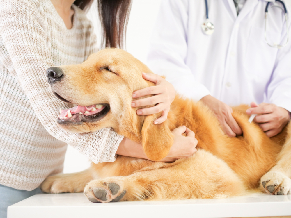 Dog Getting a Vaccine
