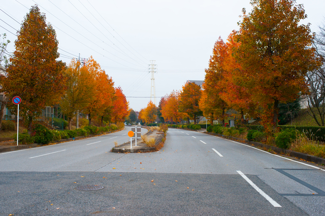 Con đường lá đỏ (Momiji Road)
