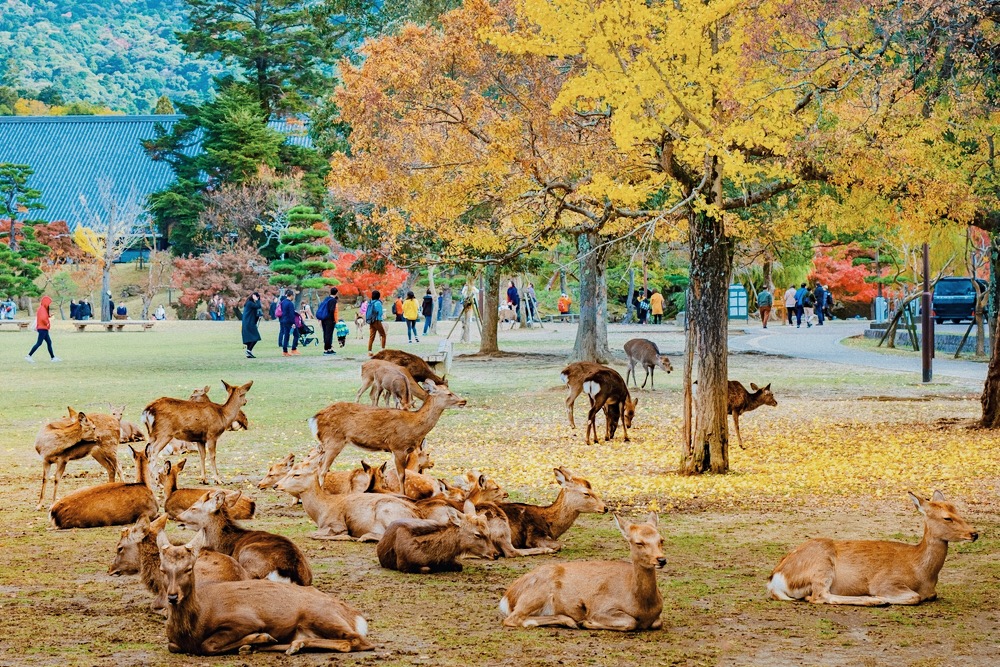 奈良公園裡的鹿群