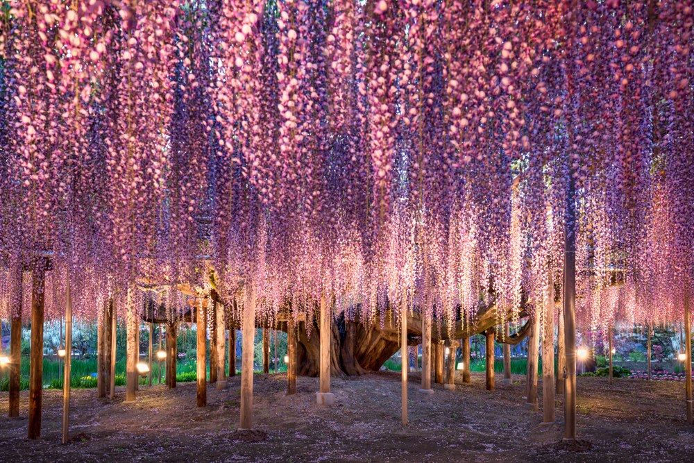 ashikaga flower park wisteria tokyo