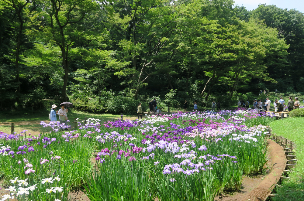 meiji jingu gyoen iris tokyo flowers