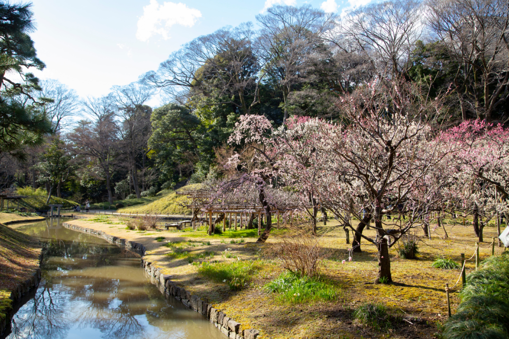 koishikawa botanical garden plum blossoms tokyo