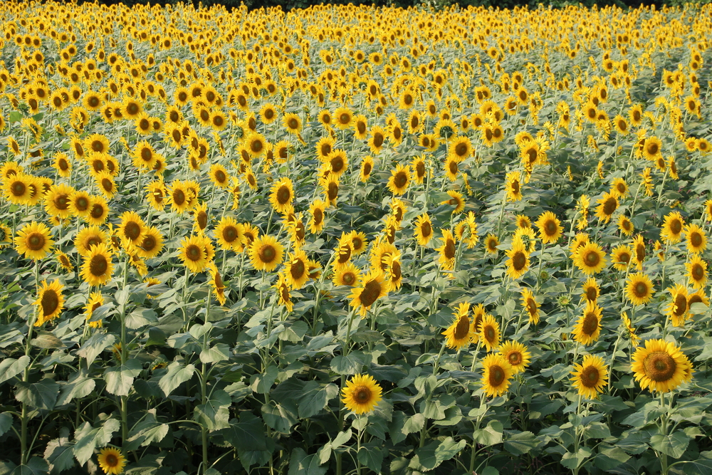zama sunflower festival tokyo flowers 