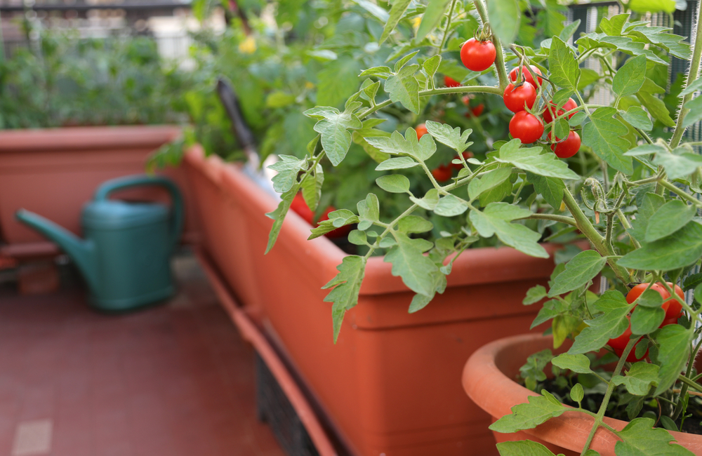 Tomatoes on balcony