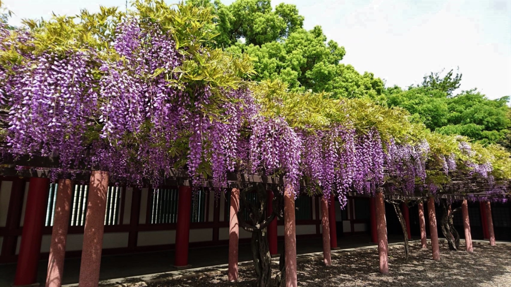 hie shrine wisteria tokyo flowers 