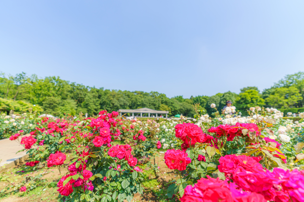 jindai botanical garden roses tokyo flowers