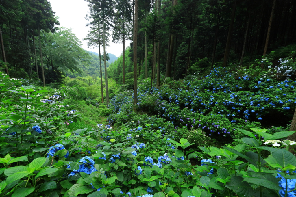 minamisawa ajisai mountain hydrangea tokyo flowers