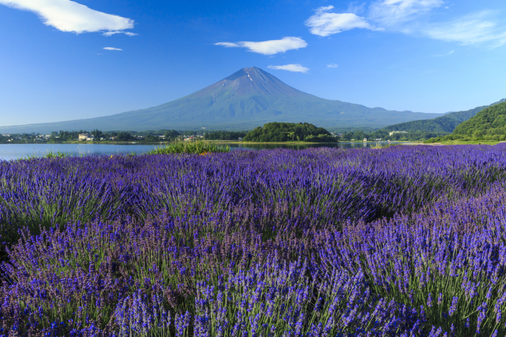 oishi park lavender yearly guide to flowers blooming in tokyo