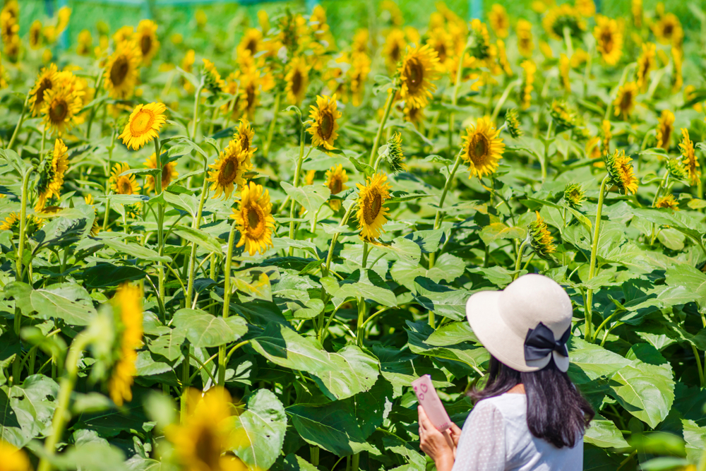 kiyose sunflower festival matsuri toyko flowers