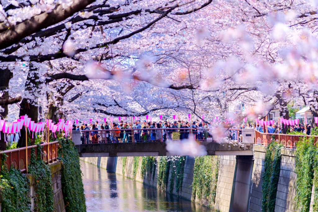 tokyo nakameguro canal sakura