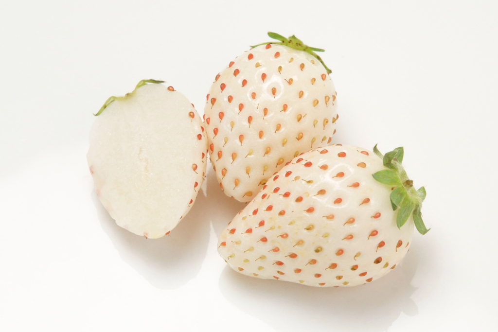 珍珠白草莓