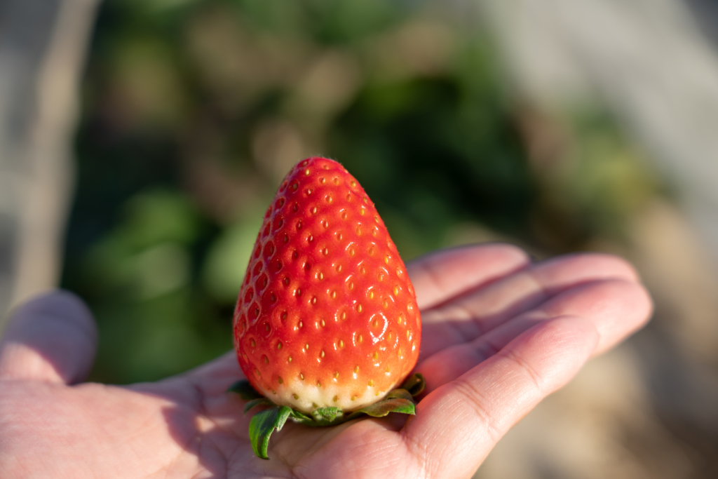 手掌心捧著一顆Skyberry草莓