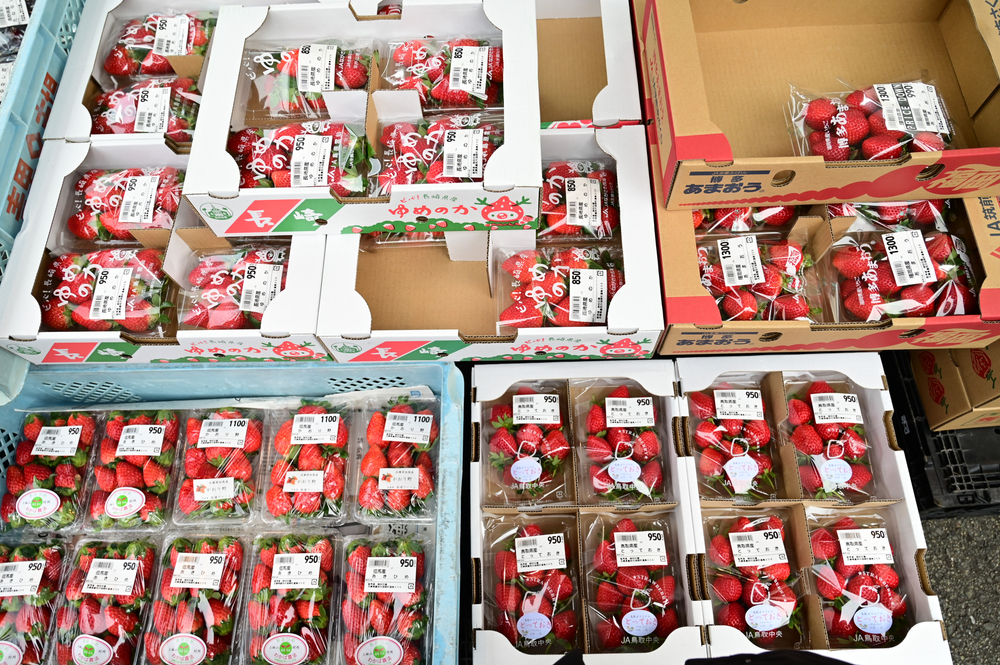 箱子裡擺放各式各樣的日本草莓品種